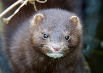 O mutație COVID-19 a infectat oameni și poate reduce la zero eficiența vaccinurilor. Danemarca va eutanasia până la 17 milioane de nurci pentru a stopa procesul | VIDEO