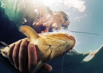 Un agent economic din țară a fost prins la vamă cu ,,peștele-n sac», la propriu | VIDEO