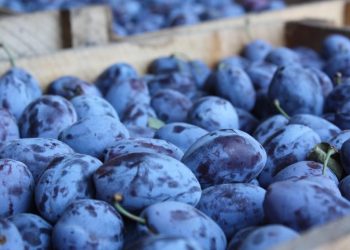 Mai mult de 10 tone de prune moldovenești, distruse în Rusia. Explicația Rosselhoznadzor