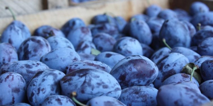 Mai mult de 10 tone de prune moldovenești, distruse în Rusia. Explicația Rosselhoznadzor