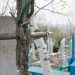 Sancțiuni mai dure, chiar și închisoare, pentru vandalizarea mormintelor și a monumentelor