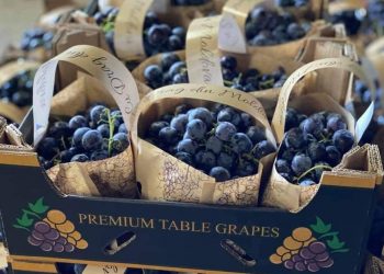 Cu drag, din Moldova: Strugurii autohtoni vor ajunge în acest sezon în SUA | FOTO