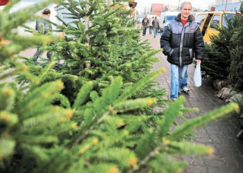 Primăria anunță când și unde vor fi puși în vânzare primii brazi în Capitală