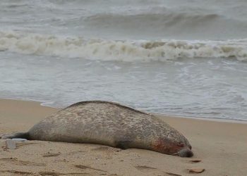 На Каспийском море нашли сотни мертвых тюленей | VIDEO