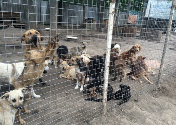 O femeie din Țareuca a adăpostit în propria casă în jur de 30 de maidanezi | VIDEO