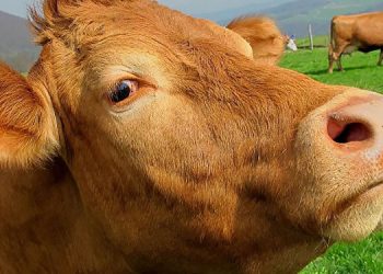 Вступил в силу Регламент предоставления выплат за голову животного