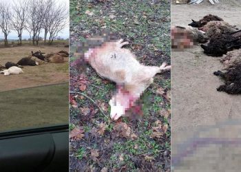 Teroare la Florești: O haită de lupi a sfâșiat zeci de oi și capre și a băgat frica în oameni