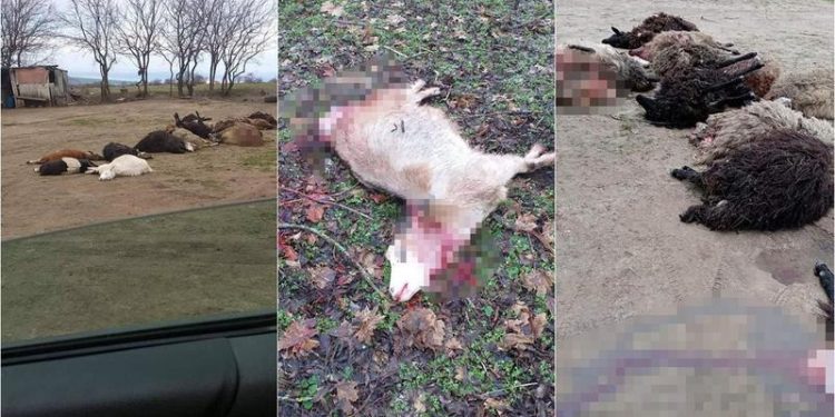 Teroare la Florești: O haită de lupi a sfâșiat zeci de oi și capre și a băgat frica în oameni