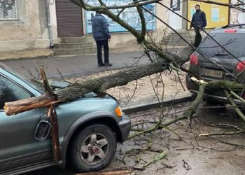 „Surpriză” pentru doi șoferi din Chișinău. Și-au găsit mașinile avariate după ce un copac a căzut peste ele