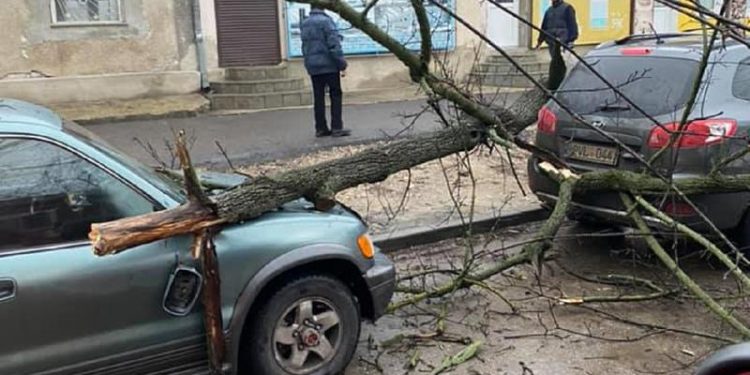 „Surpriză” pentru doi șoferi din Chișinău. Și-au găsit mașinile avariate după ce un copac a căzut peste ele
