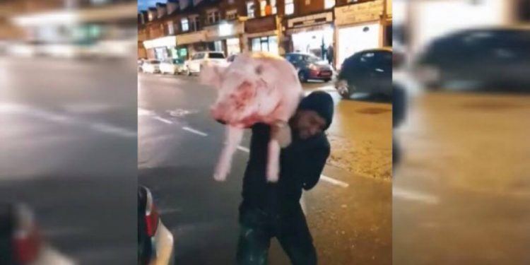 „Hai, băieți, cu porcul”. Trei români au tăiat porcul și au defilat cu el pe străzile Londrei | VIDEO