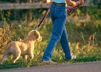 Chișinăuienii care dețin locuințe și câini vor achita taxe locale. Sumele impuse și persoanele scutite