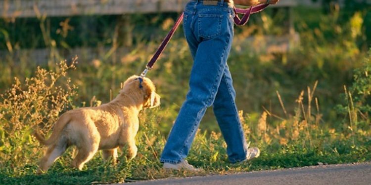Chișinăuienii care dețin locuințe și câini vor achita taxe locale. Sumele impuse și persoanele scutite