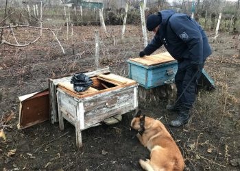 Vânzători de droguri cu imaginație: Au ascuns narcoticele într-un stup de albine | FOTO