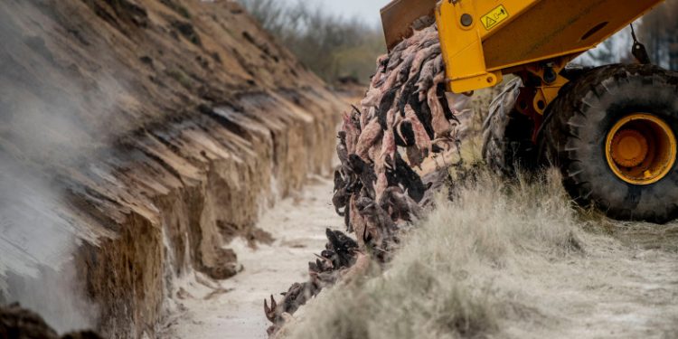 Danemarca: 4 milioane de nurci, ucise luna trecută de teama COVID, vor fi dezgropate