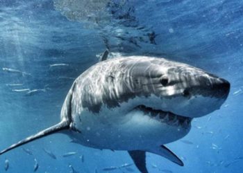 Двое мужчин всю ночь дрейфовали в кишащем акулами океане и спаслись