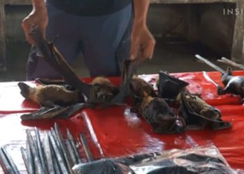 Liliecii sunt încă la vânzare pe pieţele din Indonezia, în ciuda legăturii lor cu pandemia. Avertisment: Aici poate fi ca în Wuhan