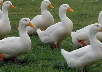 Franţa a confirmat un focar de gripă aviară H5N8 la o fermă de raţe. Mii de păsări au fost sacrificate