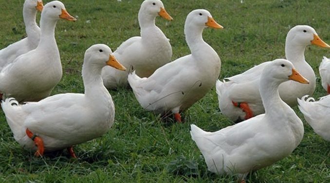 Franţa a confirmat un focar de gripă aviară H5N8 la o fermă de raţe. Mii de păsări au fost sacrificate