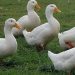 Franţa a confirmat un focar de gripă aviară H5N8 la o fermă de raţe. Mii de păsări au fost sacrificate