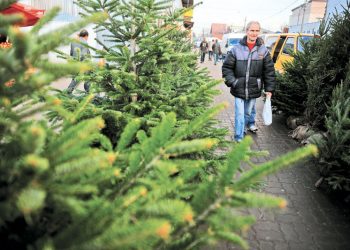 Brazii din acest an – mai ieftini, iar unii aleg chiar să-i fure. De unde sunt aduși și cât timp sunt crescuți pentru a putea fi vânduți | VIDEO