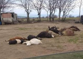 Raionul Florești, năvălit de lupi. Localnicii, îngroziți, nevoiți să-și vândă toate animalele după ce au găsit oi și capre sfâșiate pe imaș | VIDEO