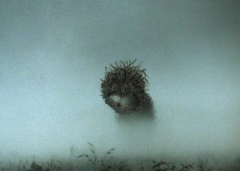 Cod Galben de ceață