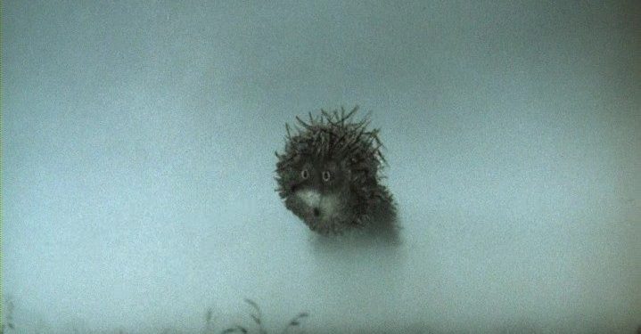 Cod Galben de ceață