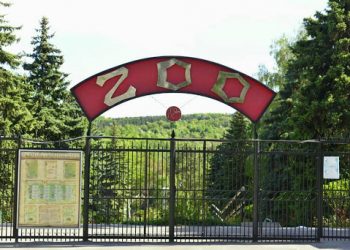 La Grădina Zoologică vor fi aduși cinci lei din Slovacia