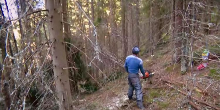 Bărbat ucis de un copac într-o pădure, la Fălești