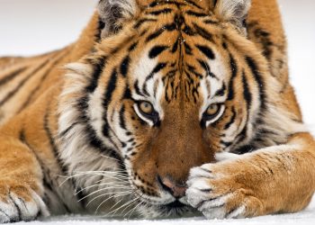 UPDATE. Un angajat al Grădinei Zoologice din Chișinău, atacat de un tigru: „Este în stare foarte gravă”