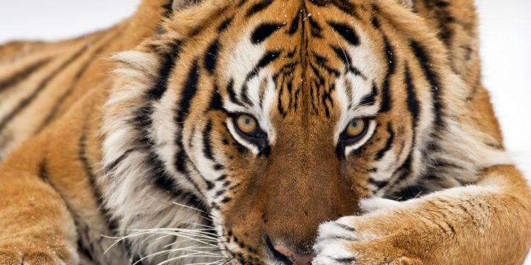 UPDATE. Un angajat al Grădinei Zoologice din Chișinău, atacat de un tigru: „Este în stare foarte gravă”