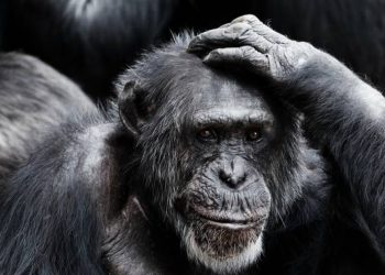 Două gorile de la o grădină zoologică din California, testate pozitiv cu COVID-19. Cum se manifestă boala la ele