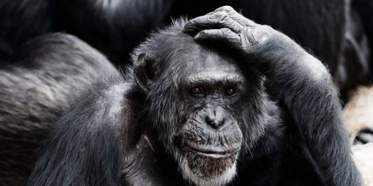 Două gorile de la o grădină zoologică din California, testate pozitiv cu COVID-19. Cum se manifestă boala la ele