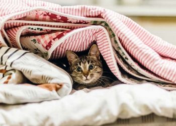 Meteorologii au anunțat Cod Galben de răcire bruscă a vremii