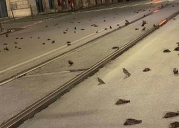 Праздничный фейерверк убил сотни птиц в Риме