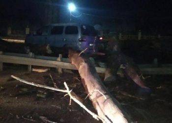 Un șofer a ajuns la spital, după ce s-a trezit cu un copac în față, prăbușit pe marginea carosabilului