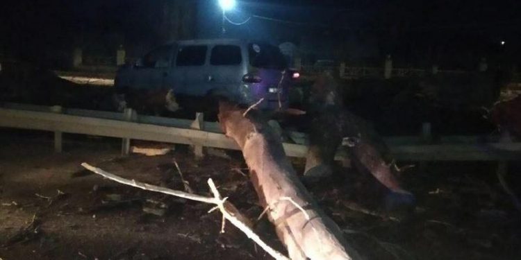 Un șofer a ajuns la spital, după ce s-a trezit cu un copac în față, prăbușit pe marginea carosabilului