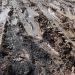 Satele Moldovei sunt îngropate în noroi: oamenii merg prin glod și nu mai pot îmbrăca o haină de sărbători din cauza mizeriei de pe drumuri | VIDEO