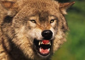 După ce au devorat zeci de oi la Florești, lupii au ajuns și în alte raioane din țară. Aceștia ar fi atacat și bovine