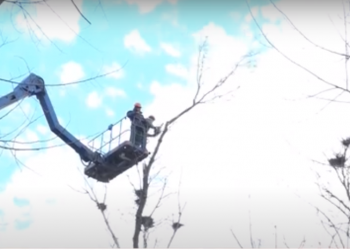 Scandal în sectorul Botanica al capitalei: locuitorii sunt revoltați din cauza că mai mulți arbori din strada Aeroportului au fost defrișați | VIDEO