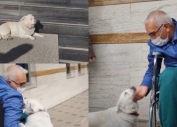 Un câine a stat zile întregi în fața unui spital din Turcia. Nu s-a clintit din loc până când nu a fost externat stăpânul său | VIDEO
