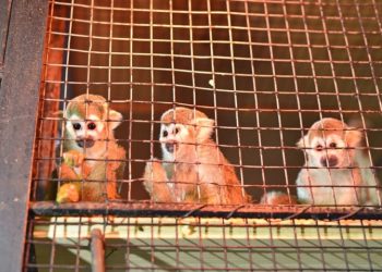 Grădina Zoologică din Chișinău s-a îmbogățit cu 31 de animale noi. 7 specii, pentru prima dată la noi