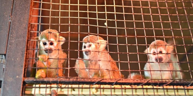 Grădina Zoologică din Chișinău s-a îmbogățit cu 31 de animale noi. 7 specii, pentru prima dată la noi