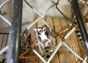 Capybara, harza și servali. Când vor putea admira vizitatorii noile viețuitoare aduse la Grădina Zoologică din Chișinău | VIDEO
