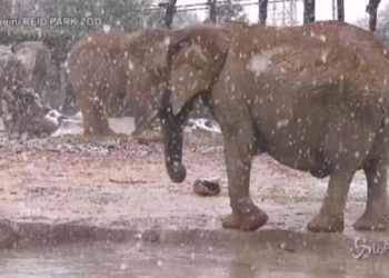 Câțiva elefanți de la grădina zoologică din Arizona s-au distrat de minune în abundența fulgilor de nea | VIDEO