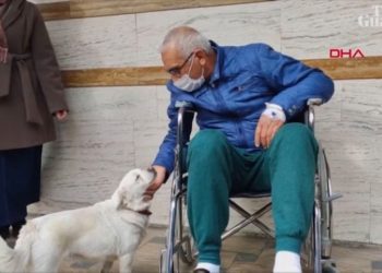 Revedere cu emoții. O cățelușă a așteptat zile întregi în fața unui spital în care stăpânul său era internat