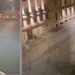 Mii de păsări au murit sau nu au mai putut zbura din cauza artificiilor din Roma. Imaginile îngrozitoare au făcut turul lumii