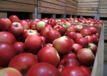 Rusia a interzis importul a peste 20 de tone de mere din Moldova