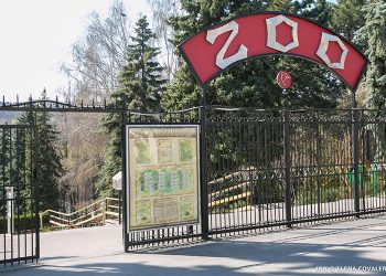 Un angajat al Grădinii Zoologice din Chișinău a fost atacat de un tigru